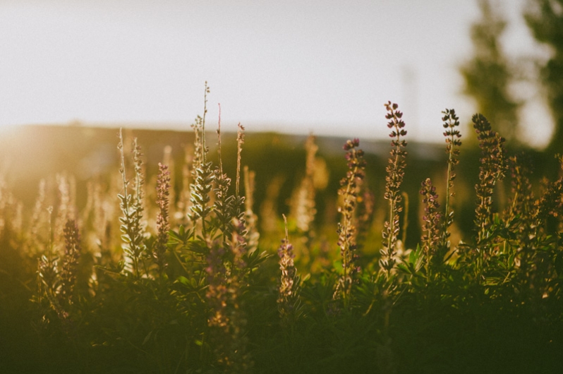 Lupine at sunset