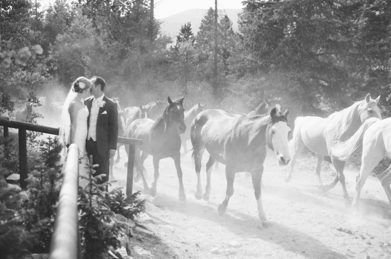 Horses in wedding photography