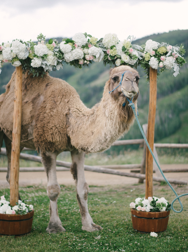 Camel at Steamboat Wedding